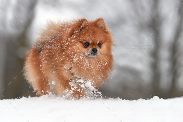 snow pomeranian