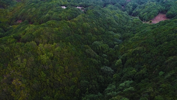 Flight Over Forest in Mountains