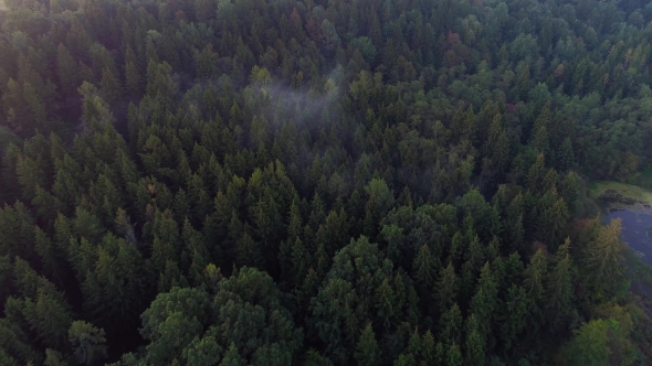 Flying Above Green Forest at Summer Time