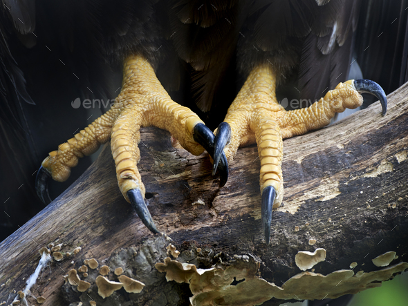 Feet and claws the white-tailed eagle Stock Photo by DennisJacobsen