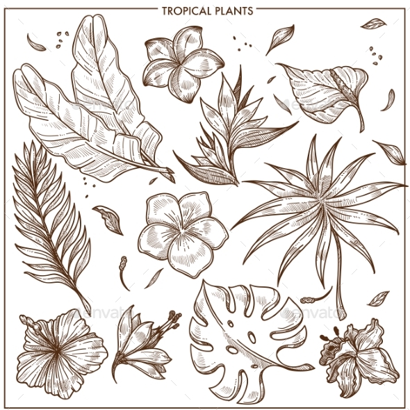 Tropical Plants and Exotic Flowers Sketch Vector - Flowers & Plants Nature