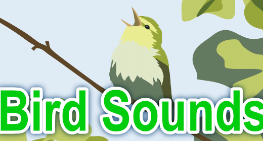 Bird Sounds
