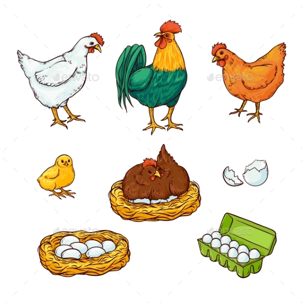 Vector Farm Chicken Set - Food Objects