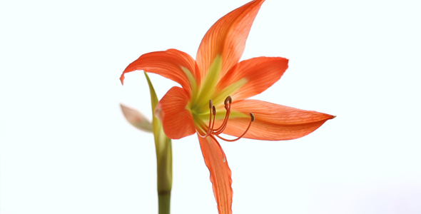 Amaryllis Flower in Blossom on White Background