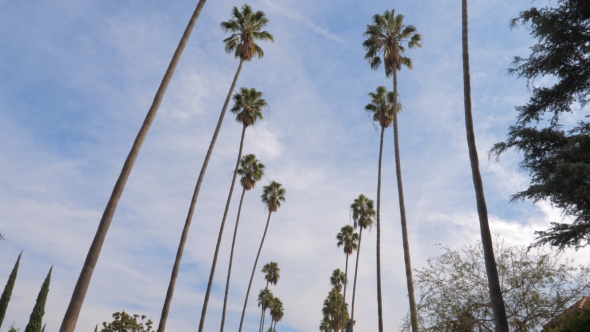Tall Palm Trees in California, Stock Footage | VideoHive