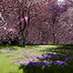 Magnolia Blossoming - VideoHive Item for Sale