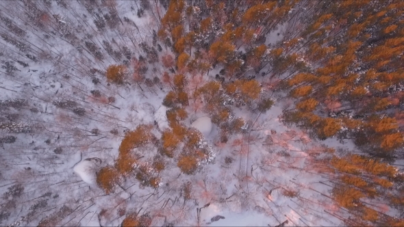 Sunset in the Forest