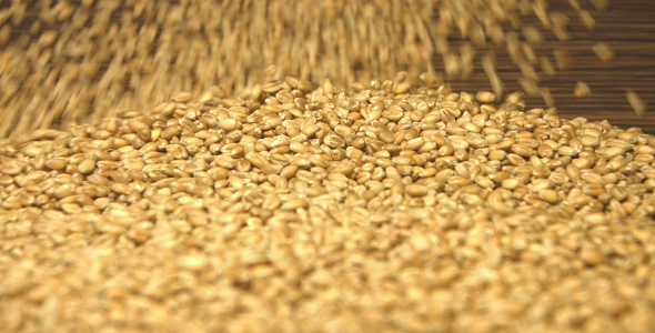 Wheat Grains on a Brown Wooden Background