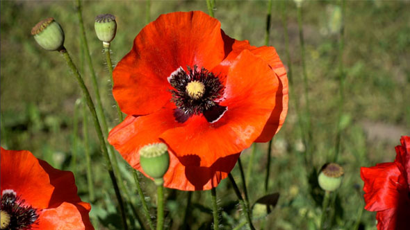 Red Poppy Flowers on a Sunny Day