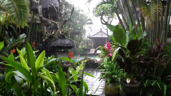 Rain Rainy Season in Bali Indonesia, Shot in Beautiful Green Hotel Yard
