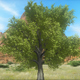 Tree Growing Tree Growing - VideoHive Item for Sale