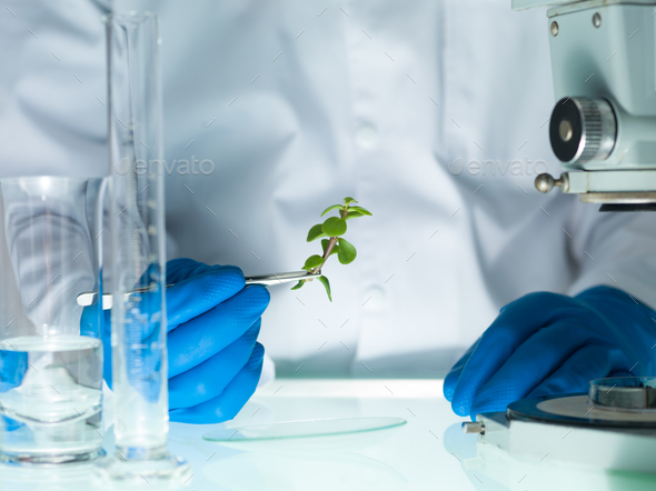 analyzing a plant in the lab - Stock Photo - Images