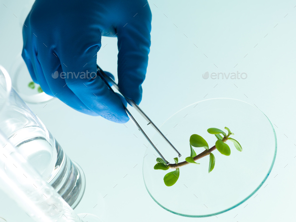 studying a plant in the lab - Stock Photo - Images