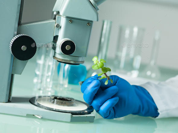 analyzing a plant under the microscope - Stock Photo - Images