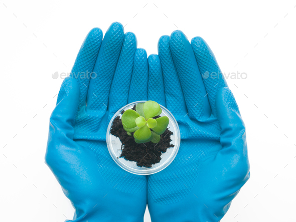 two hands holding a small sprout - Stock Photo - Images