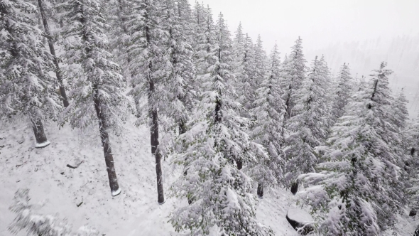 Aerial Snow Covered Trees Landscape, Motion Graphics | VideoHive