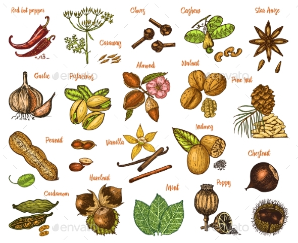 Herbs Set, Condiments and Spices - Food Objects