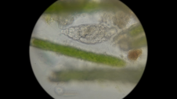 Microorganisms,the Inhabitants of the Aquarium Under the Microscope, Like an Alien Organism alt