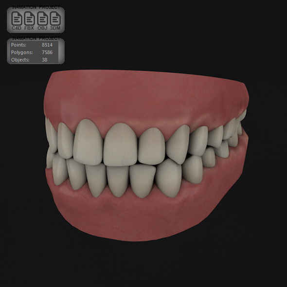 Teeth & Gums - Full Design by LaythJawad | 3DOcean