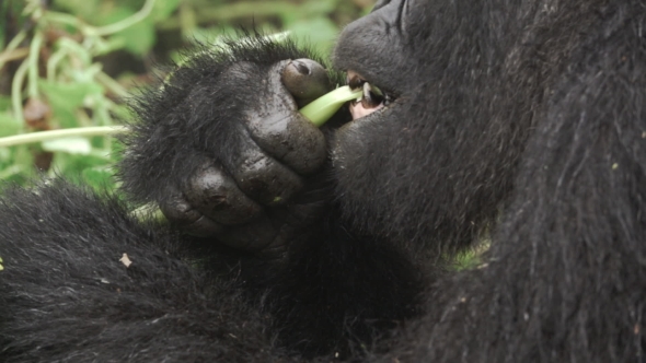 Mountain Gorilla Face Feeding in the Forest in