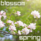 Blooming Garden - VideoHive Item for Sale