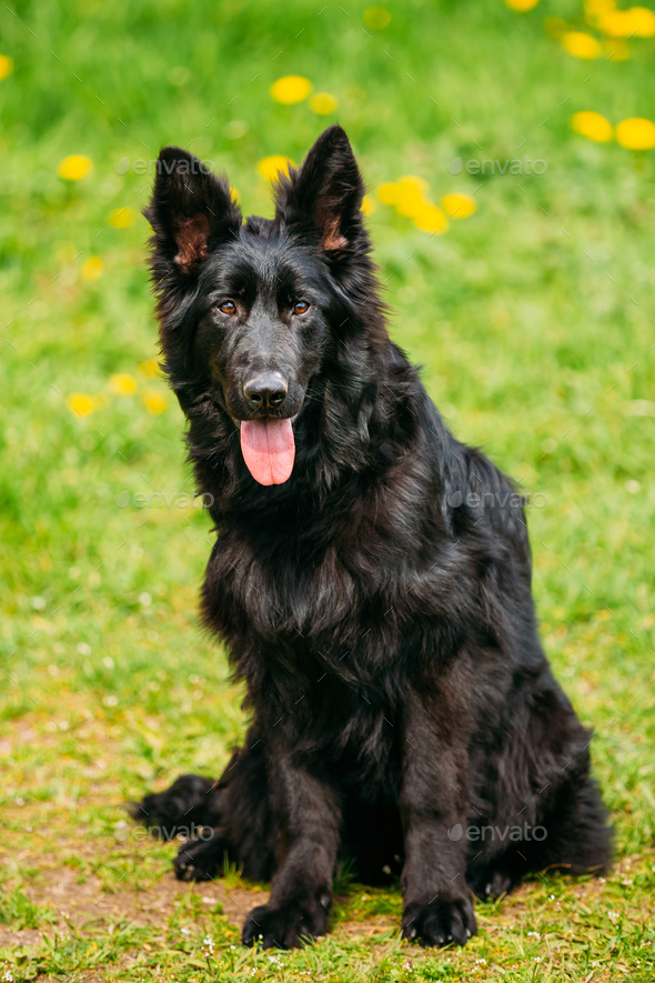 Black German Shepherd Dog Sit In Green Grass Alsatian Wolf Dog