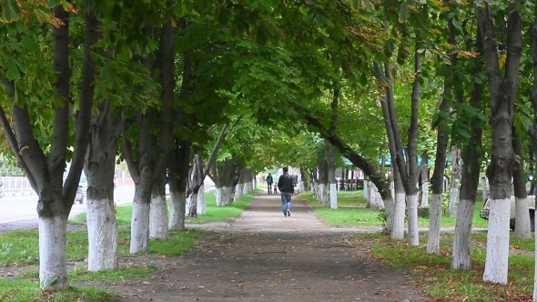 Alley Road in Park