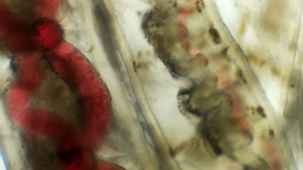 a Transparent Larva Under the Microscope, with Internal Organs, As Is an Alien Organism alt