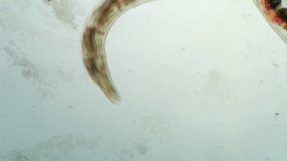 a Transparent Larva Under the Microscope, with Internal Organs, As Is an Alien Organism alt