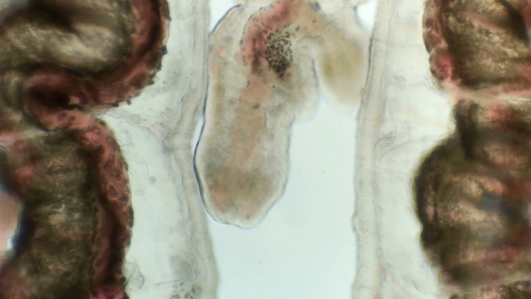 a Transparent Larva Under the Microscope, with Internal Organs, As Is an Alien Organism alt