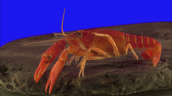 Keying Click Crayfish on Blue Screen