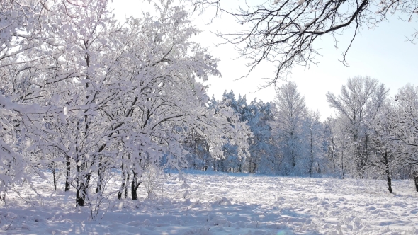 Сharming Tree in Winter Landscape in Snowfall