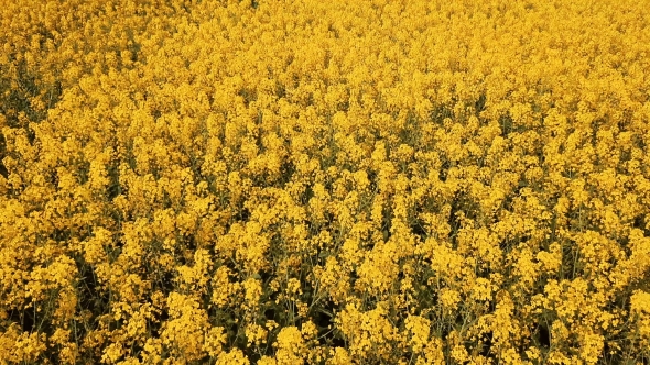 Low Level Flight over Blooming Rapeseed Field alt