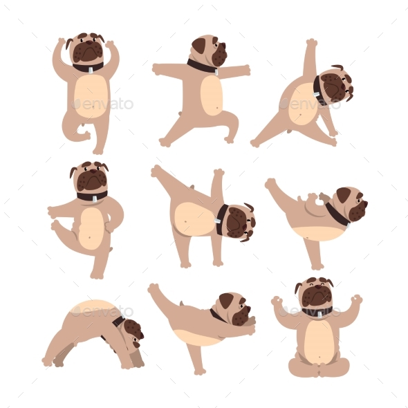 Bulldog in Different Poses of Yoga. - Animals Characters
