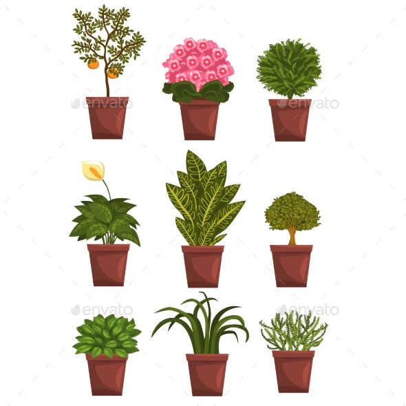 Set of Pot Deciduous, Flowering, Fruit Plants - Flowers & Plants Nature