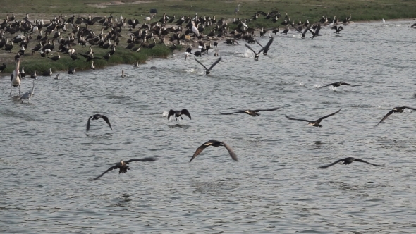 Many Cormorants Start Flying