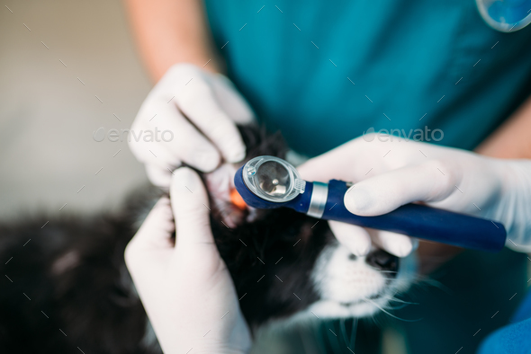 Professional veterinarians examining dogs ears - Stock Photo - Images