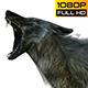 Wolf 2 Realistic Pack 3 - VideoHive Item for Sale