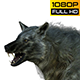 Wolf 3 Realistic Pack 3 - VideoHive Item for Sale