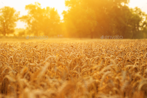 Golden Wheat Field And Sunset Stock Photo By Ollinka Photodune