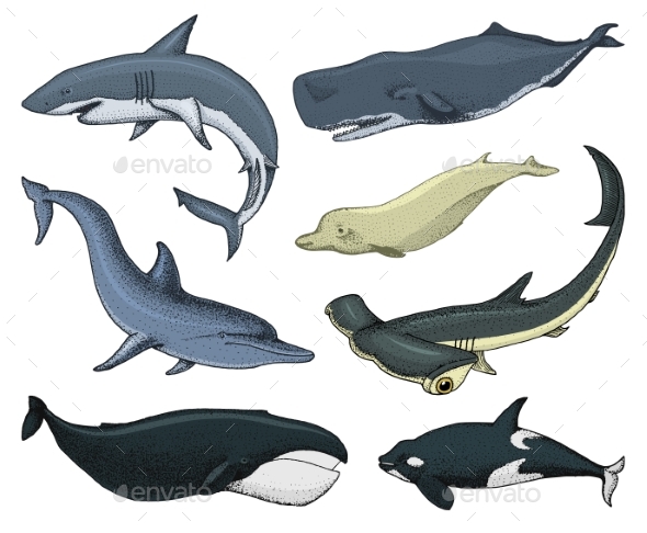 Marine Creatures - Animals Characters