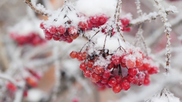 Snow-covered Clusters of Viburnum., Stock Footage | VideoHive