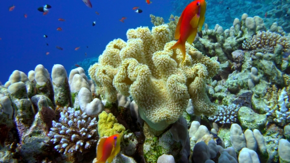 Colorful Fish on Vibrant Coral Reef, Red Sea, Stock Footage | VideoHive