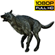 Wolf 4 Realistic Pack 3 - VideoHive Item for Sale