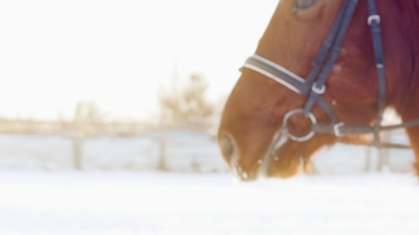 Breath of a Brown Horse in Winter alt