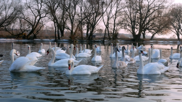 Swan Swiming on River