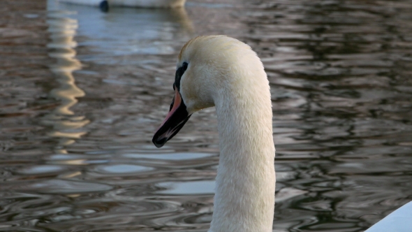 Swan Swiming on River