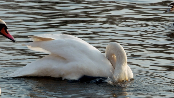 Swan Swiming on River
