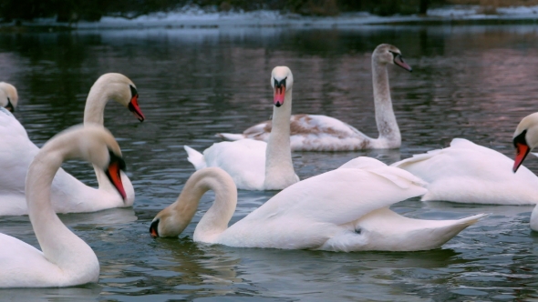 Swan Swiming on River