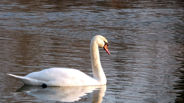Swan Swiming on River